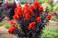 NAJDLUZEJ KWITNĄCY Lagerstroemia Black Diamond Best RED CZARNA Duże Sadzonk