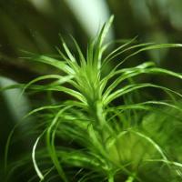 Syngonathus Meta hodowla podwodna