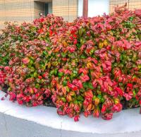 Nandina Domowa FIRE POWER Sadzonka 1L