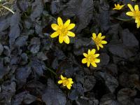 Весеннее зерно 'Brazen Hussy' рассада