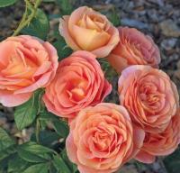 Роза плетистая чайная английская арт. № 526