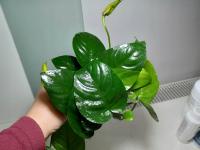 Аквариумное растение Anubias hastifolia Easy