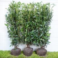 Żywopłot Laurowiśnia wschodnia Genolia z pojedynczo formowanych roślin