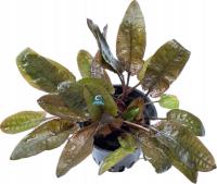 Cryptocoryne wendtii 'Flamingo' [koszyk]