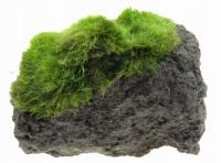 ВУЛКАНИЧЕСКАЯ ЛАВОВАЯ ВЕТВЬ УКРАШЕНИЕ АКВАРИУМА