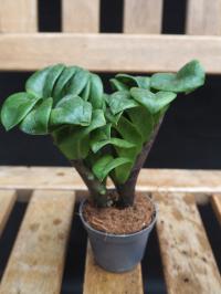 ZAMIOCULCAS ZENZI (ZAMIOKULKAS)