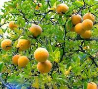 морозостойкий апельсин трехлистный до-18 C Poncirus Trifoliata 5 семян