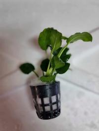 Anubias sp. nana koszyk z uprawy podwodnej