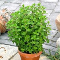 Майоран ароматическая добавка к блюдам-семена