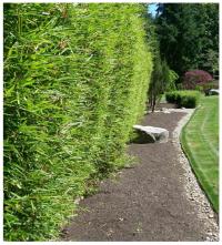 Бамбук морозостойкий до-20 C для живой изгороди для сада и террасы семена 5 шт