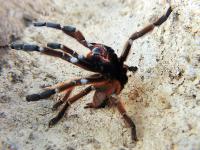 Phormigochilus sp. Rufus (SpidersForge)