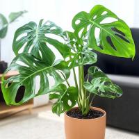 Monstera Adansonii как швейцарский сыр зеленый Adanson-Кузина Deliciosa