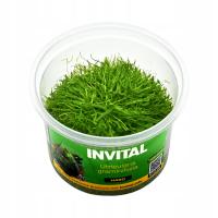 INVITAL Utricularia graminifolia in vitro Ø 7 cm