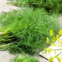 Koper ogrodowy Moravan - odmiana średnio wczesna, niezwykle plenny -nasiona