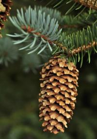 ŚWIERK KŁUJĄCY SREBRNY Picea pungens - NASIONA 2000 sztuk - 10g.