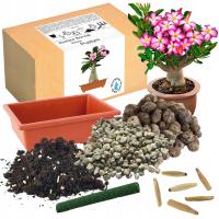 НАБОР ДЛЯ ВЫРАЩИВАНИЯ БОНСАЙ РОЗА ПУСТЫНИ АДЕНИУМ OBESU ДЛЯ ПОСАДКИ СЕМЯН 2ШТ