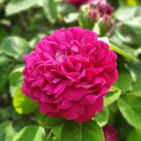 'Rose de Rescht' - Róża parkowa historyczna FIOLETOWA PACHNĄCA GOŁY KORZEŃ