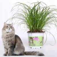 Кошачья трава Cyperus Zumula лакомство для волос, готовое к употреблению папирус