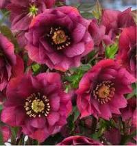 Морозник восточный 'Double Ellen Red' (Helleborus) _ саженцы p9