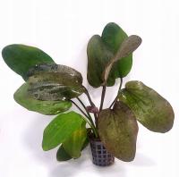 Эхинодорус красное пламя корзина XXL растения украшения