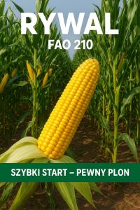 Nasiona Kukurydzy RYWAL FAO 210 Szybki start – pewny plon 50 T.N.