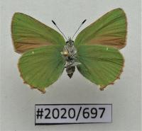 Бабочка Callophrys рубит брюшную сторону.