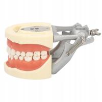 Model zębów standardowych. Nauczanie stomatologiczne. Standardowa M6