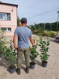 Лавровисния НОВИТА для высокой живой изгороди