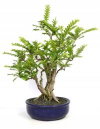 ТАМАРИНД ИНДИЙСКАЯ ЭКЗОТИКА В ДОМАШНИХ УСЛОВИЯХ.