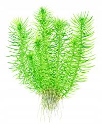 Pogostemon deccanensis (Brodzieć dekański) - TROPICA (koszyk)