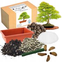 НАБОР ДЛЯ ВЫРАЩИВАНИЯ БОНСАЙ, КЛЕНОВЫЙ ПАЛЬМОВЫЙ ЛИСТ ДЛЯ ПОСАДКИ СЕМЯН, 5 ШТ.