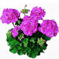 PELARGONIA RABATOWA FIOLETOWA nasiona Ideał balkon i ogród