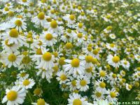 Rumianek pospolity - Nasiona kwiatów i ziół na łąkę i do ogrodu