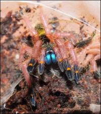 Ephebopus cyanognathus (SpidersForge