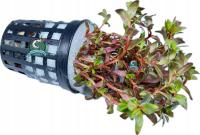 Rotala macrandra 'Mini Butterfly' [koszyk]