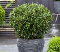 Лавровый лист София вечнозеленая мелколистная новинка рассада 3л