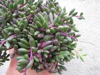 SENECIO HERREIANUS Purple Flush STARZEC
