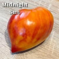 Pomidor Midnight Sun