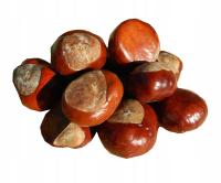 Kasztan świeży kasztanowca 9kg ozdoba bombka dekoracja nasiona kasztany