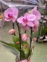 Орхидея живая JMP 50см 2 побега формованная
