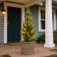 Choinka świąteczna Świerk biały Conica wysokość 50–60 cm w doniczce 3 l