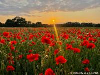 Полевой мак-семена полевых цветов для лугов и для сада