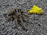 PAJĄK PTASZNIK PTERINOCHILUS CHORDATUS SAMICA 2.5DC 