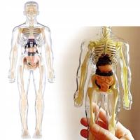 CIAŁO CZŁOWIEKA Edukacyjny Model Anatomiczny szkielet dla Dzieci Odkryj Lud