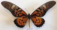 Motyl papilio antimachus 190mm samiec .