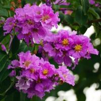 Lagerstremia floribunda Tajski Mirt (Lagerstroemia floribunda) 20 nasion