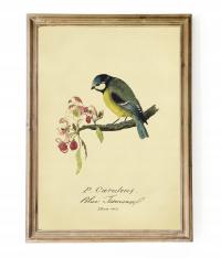 CUDNA SIKORKA BOGATKA, reprint litografii, VINTAGE