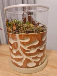 Formikarium Разведение гнездо муравьев муравьи