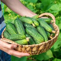 Ogórek ŚREMSKI F1 Gruntowy wczesny odporny Ogórki nasiona Świeże Nasiona