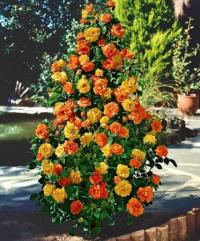 Плетистая чайная роза большой цветок 734